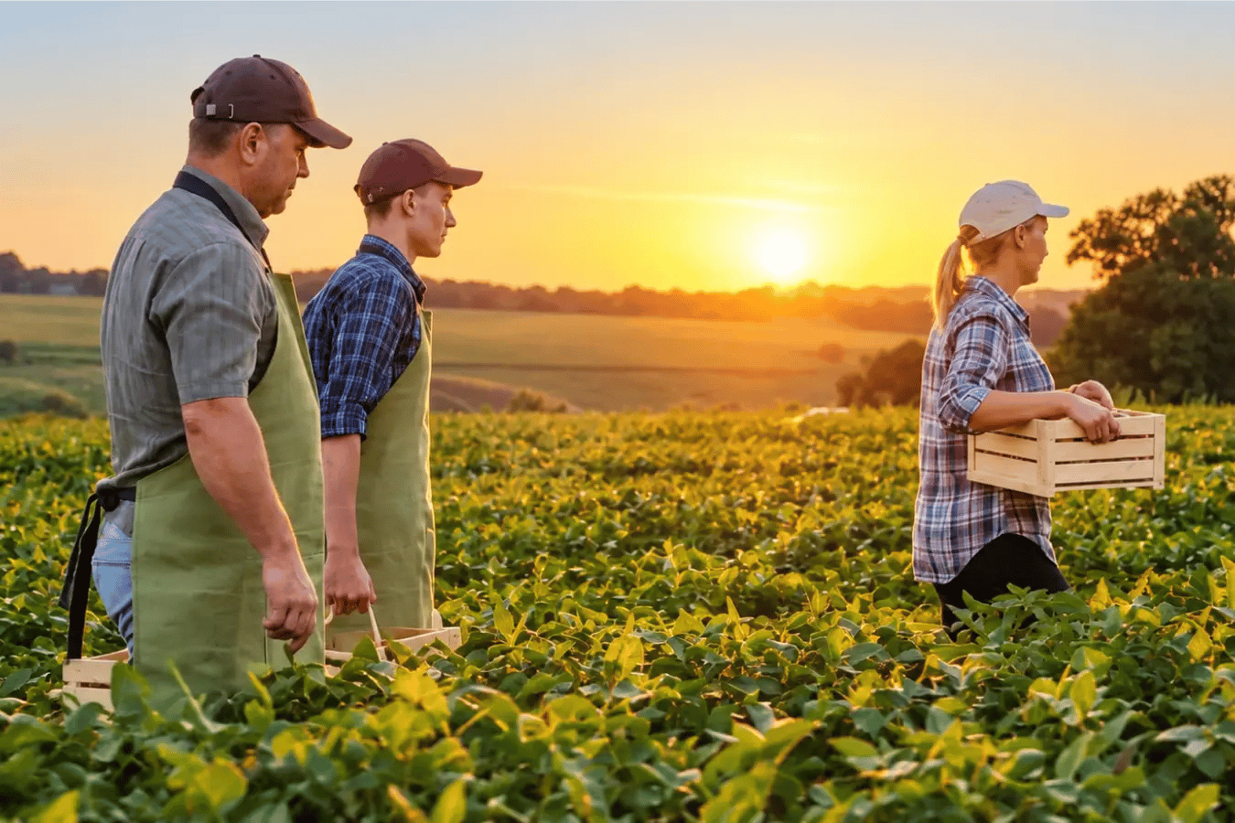 farmers_walking_through_sunset_fields_1_2x